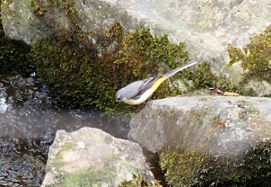 Auf einem bemoosten Stein im Wasser sitzt eine Gebirgsstelze. Sie ist ein kleiner Vogel mit grauem Rücken, gelber und weißer Unterseite und langem Schwanz