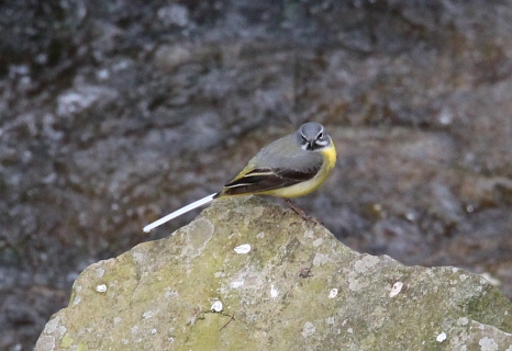 Gebirgsstelze (Vogel mit grau-schwarz-weißer Oberseite und gelber Unterseite) sitz au einem Stein im fließenden Wasser. © K. Bork