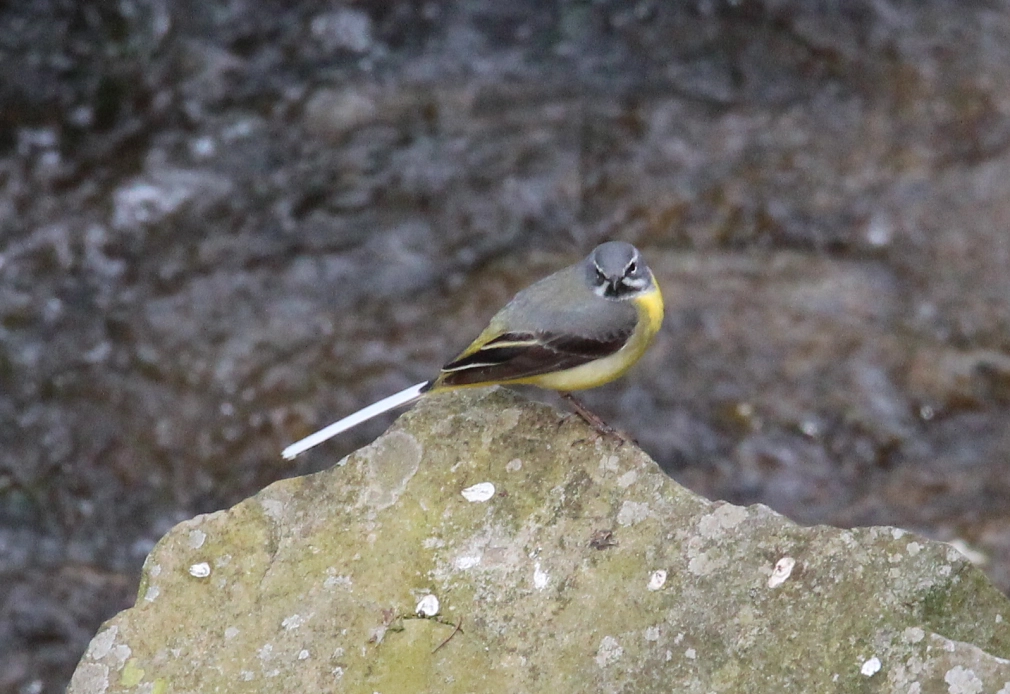 Gebirgsstelze (Vogel mit grau-schwarz-weißer Oberseite und gelber Unterseite) sitz au einem Stein im fließenden Wasser.&nbsp;&copy;&nbsp;K. Bork