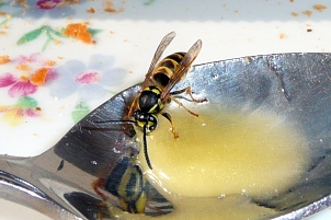 Wespe sitzt auf einem Teelöffel und frisst Honig