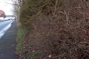 Geschnittene Hecke Zurückgeschnittene Hecke an einem Bürgersteig