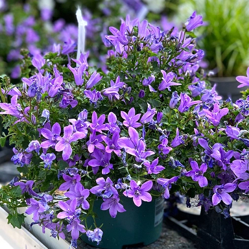 Das Bild zeigt eine Glockenblume im Topf.&nbsp;&copy;&nbsp;DBM, Sonja Stender