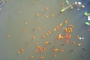 Foto von oben von einem Schwarm Goldfische