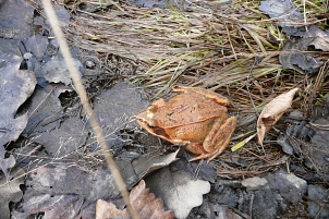 Hellbrauner Frosch mit dunkelbraunen Schläfenflecken hinter den Augen (Ansicht von schräg oben)