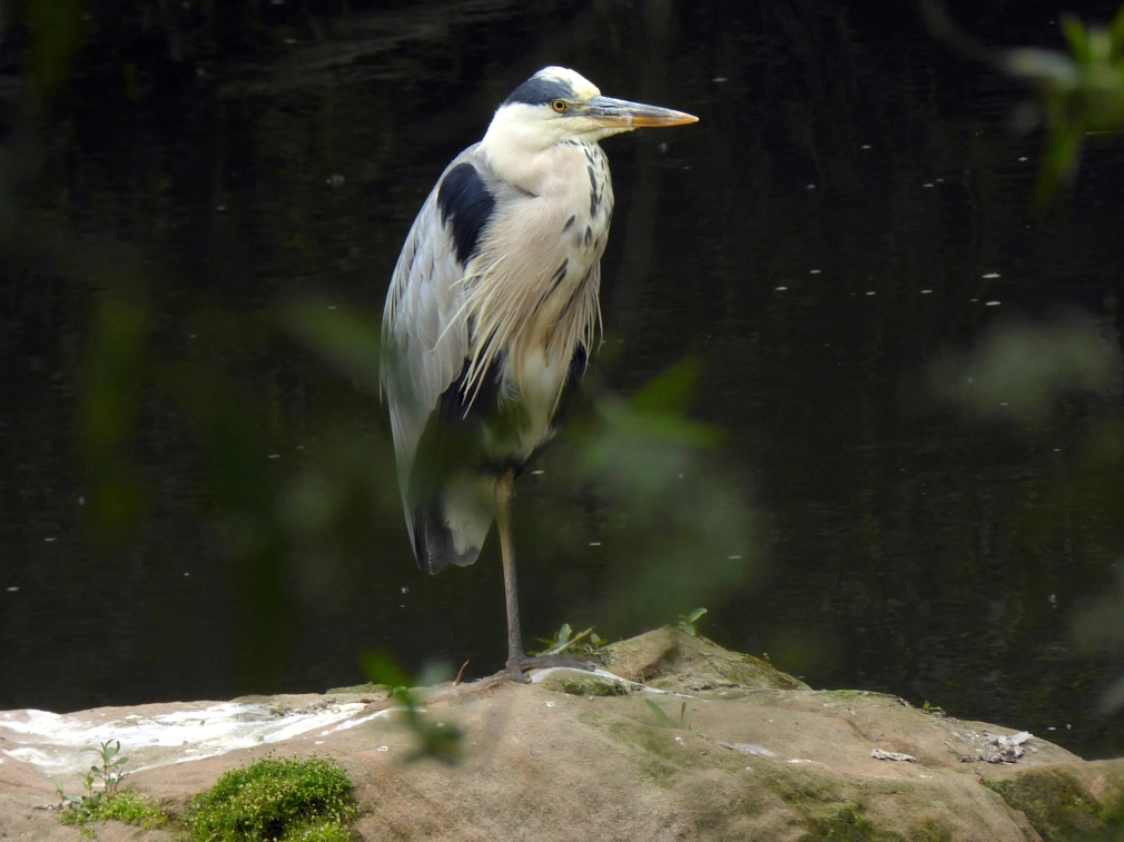 Ein Graureiher steht auf einem Stein in der Lahn.&nbsp;&copy;&nbsp;K. Bork