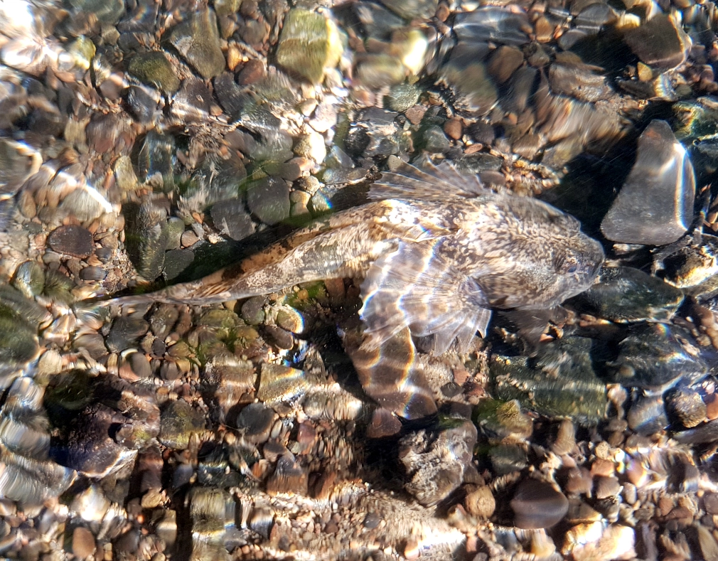 Die Groppe - ein gedrungener Grundfisch mit großem Kopf und fächerartigen Brustflossen. Auf dem Kiesboden eines Bachs ist sie gut getarnt.&nbsp;&copy;&nbsp;Dr. Uwe Koop