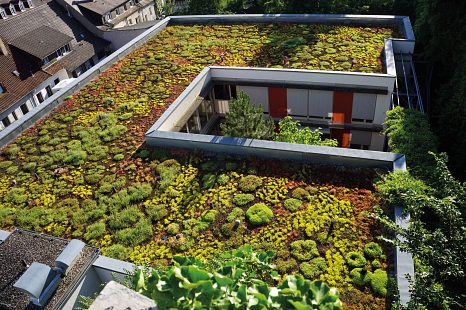 Die Ansicht eines begrünten Daches von oben. Man erkennt die Erde und viele niedrige grüne Pflanzen. © miss_mafalda