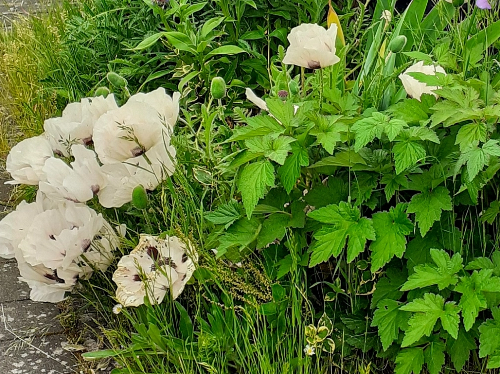 Blumen wachsen um einen Baum auf einer Grünfläche herum.&nbsp;&copy;&nbsp;Universitätsstadt Marburg