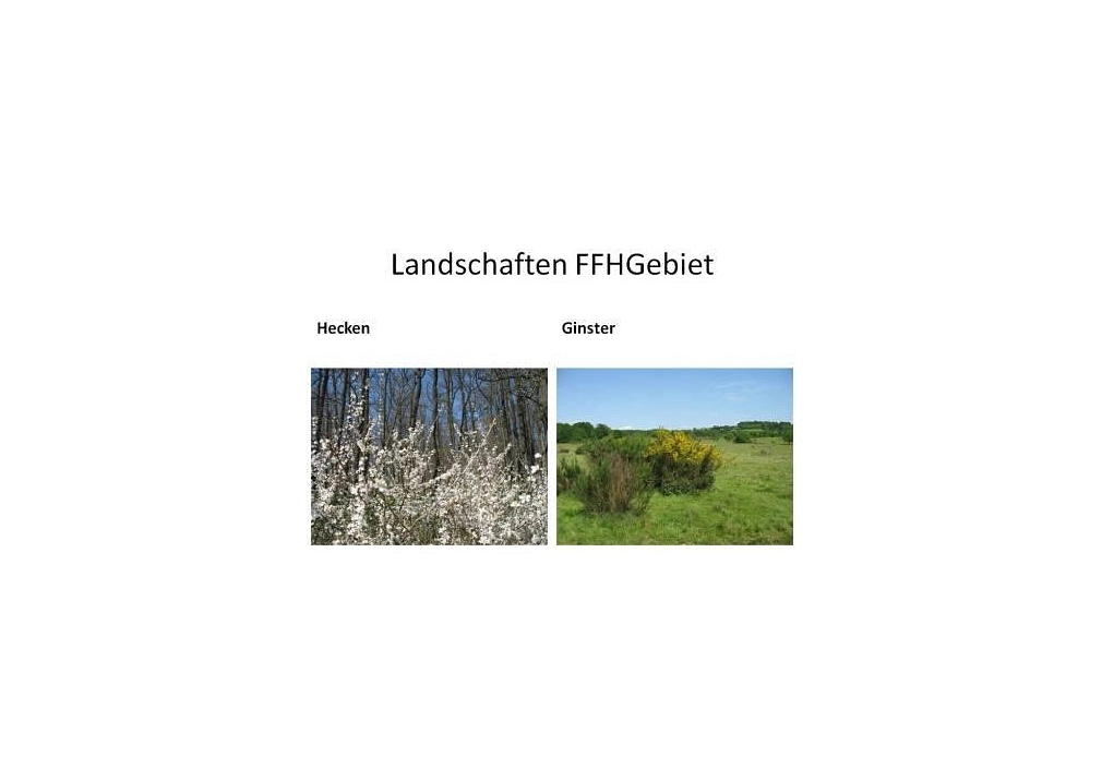 Hecken und Ginster