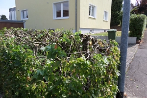 Heckenschnitt im Sommer (Negativbeispiel) Hainbuchenhecke auf einer Grundstücksgrenze, die während der Vogelbrutzeit stark zurückgeschnitten wurde.