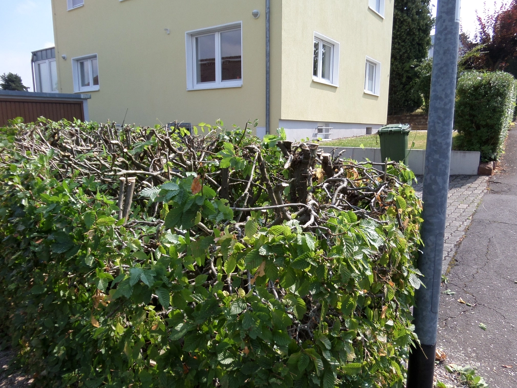Hainbuchenhecke auf einer Grundstücksgrenze, die während der Vogelbrutzeit stark zurückgeschnitten wurde.