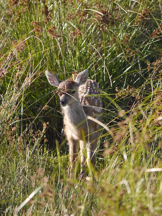 Ein Hirschkalb, das noch die für die Jungtiere typischen weißen Punkte im rotbraunen Fell hat. Das Kalb steht gut geschützt im hohen Gras.&nbsp;&copy;&nbsp;M. Simon