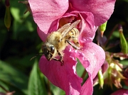Honigbiene, die aus einer dunkelrosa Blüte kriecht (Ansicht von vorne links)
