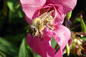 Honigbiene aus Blüte herauskriechend - vergrößert Honigbiene, die aus einer dunkelrosa Blüte kriecht (Ansicht von vorne links)
