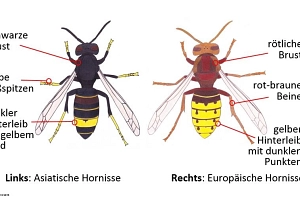 Hornissenvergleich.JPG Gegenüberstellender Vergleich von Asiatischer und Europäischer Hornisse