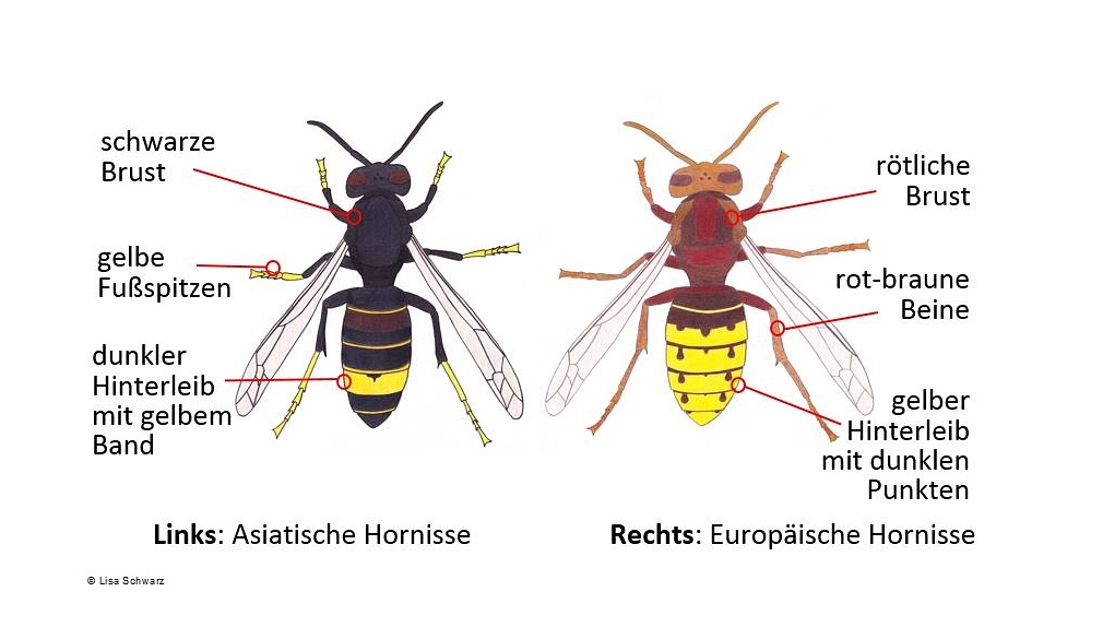 Hornissenvergleich.JPG Gegenüberstellender Vergleich von Asiatischer und Europäischer Hornisse © Lisa Schwarz