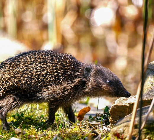 Ein Igel