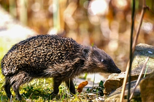 Igel Ein Igel