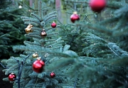Im Marburger Weihnachtswald können Besucher*innen am dritten Adventwochenende sogar echten Gartenzwergen begegnen.
