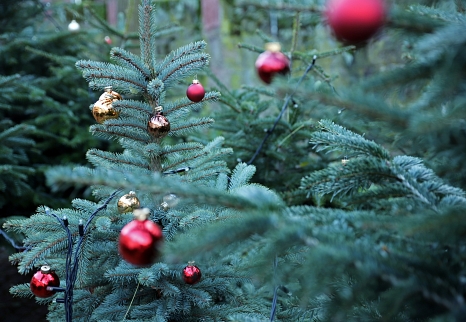 Im Marburger Weihnachtswald können Besucher*innen am dritten Adventwochenende sogar echten Gartenzwergen begegnen. © Stefanie Ingwersen, Stadt Marburg