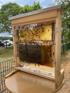 Bienen im Glaskasten © Achim Zimmermann