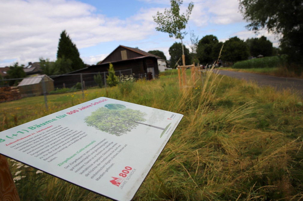 Auf dem Bild sieht man eine Infotafel, die die Allee beschreibt.&nbsp;&copy;&nbsp;Lena-Johanna Schmidt, Stadt Marburg