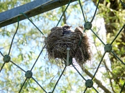 Nest, das eine Wacholderdrossel in einem Ballfangzaun gebaut hat. Aus dem Nest schaut ein Küken heraus.