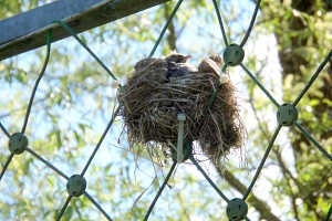 Junge Wacholderdrossel Nest, das eine Wacholderdrossel in einem Ballfangzaun gebaut hat. Aus dem Nest schaut ein Küken heraus.