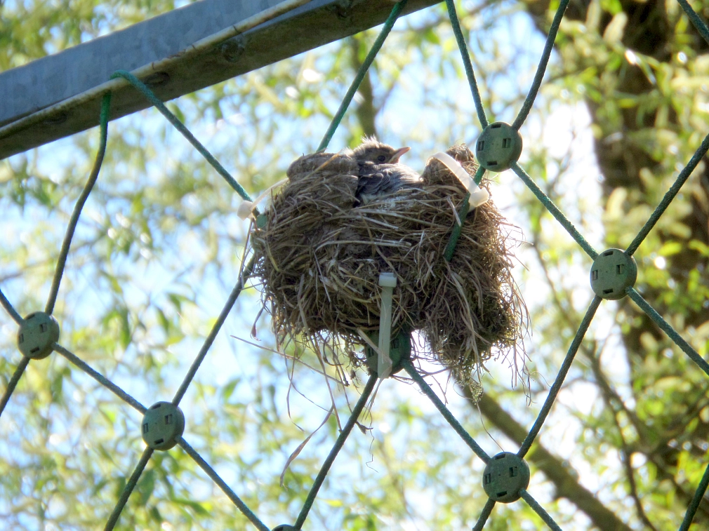 Junge Wacholderdrossel Nest, das eine Wacholderdrossel in einem Ballfangzaun gebaut hat. Aus dem Nest schaut ein Küken heraus. © Universitätsstadt Marburg