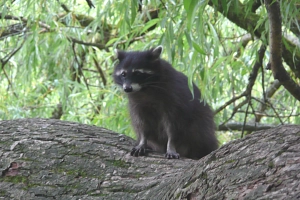 Junger Waschbär auf Trauerweide Junger Waschbär sitzt auf dem Ast einer Trauerweide