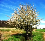 Kirschbaum
