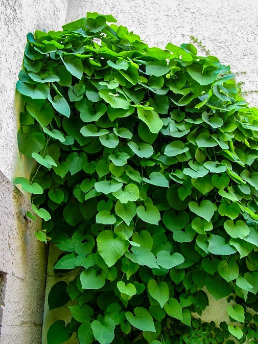 Kletterpflanze Aristolochia