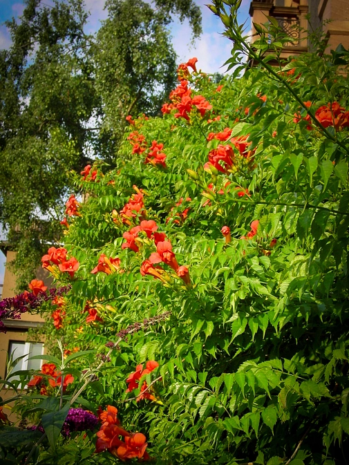 Kletterpflanze Campsis