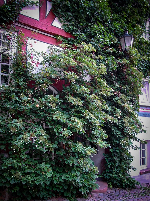 Kletterpflanze Hortensie
