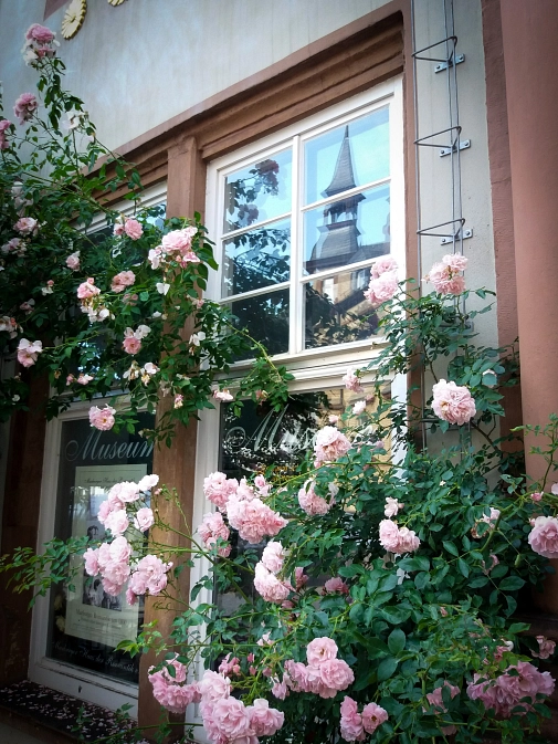Kletterrose