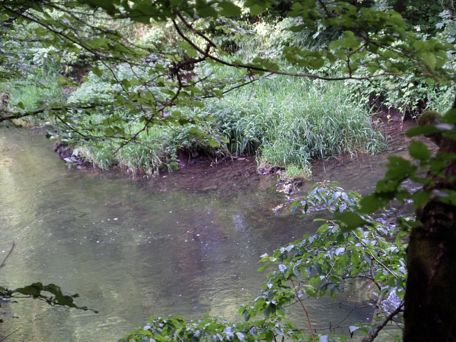 Lahnknie bei Michelbach mit grasbewachsener Verlandungszone am gegenüberliegenden Ufer&nbsp;&copy;&nbsp;Universitätsstadt Marburg
