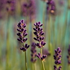 Lavendel © Universitätsstadt Marburg