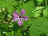 Leberblümchen blühen violett