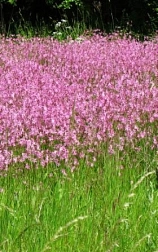Lichtnelken blühen violett