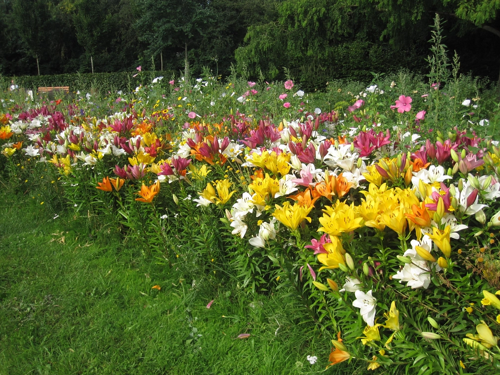 Bunt blühendes Lilienband im Ludwig-Schüler-Park&nbsp;&copy;&nbsp;Universitätsstadt Marburg, FD Stadtgrün & Friedhöfe