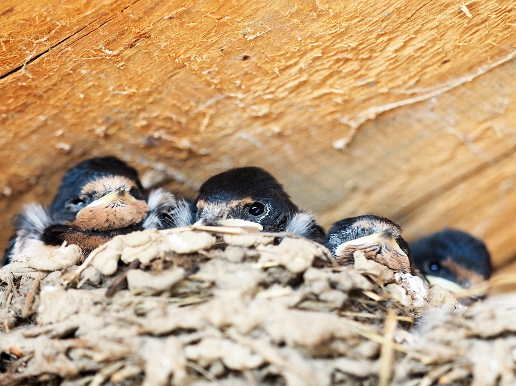 Marburg_Bauen und Naturschutz_iStock-1094687144 Bauen und Naturschutz: Nahaufnahme von Küken der Rauchschwalbe, die in einem Nest unter dem Hausdach sitzen. © iStock/ANGHI