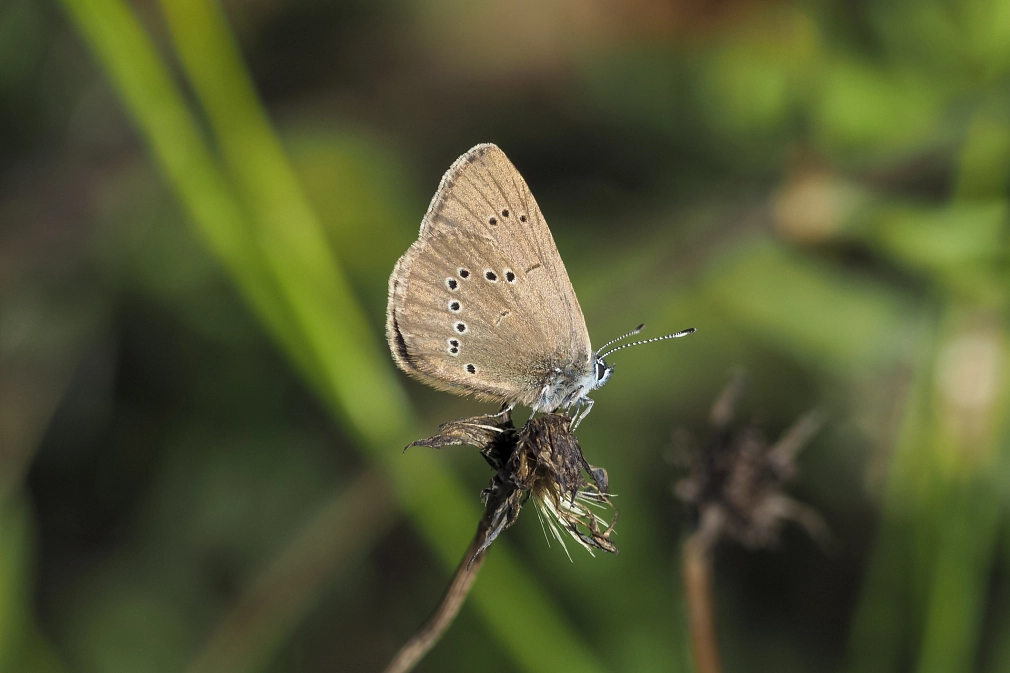 Ein Schmetterling aus der Familie der Bläulinge sitzt auf einer Blume. Seine Flügel sind einfarbig dunkelbraun mit kleinen schwarzen Punkten.