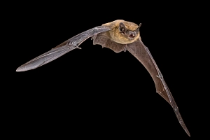 Marburg_Fledermaus_iStock-1447501111 Fledermausexkursionen in Marburg: Nahaufnahme einer fliegenden Fledermaus.