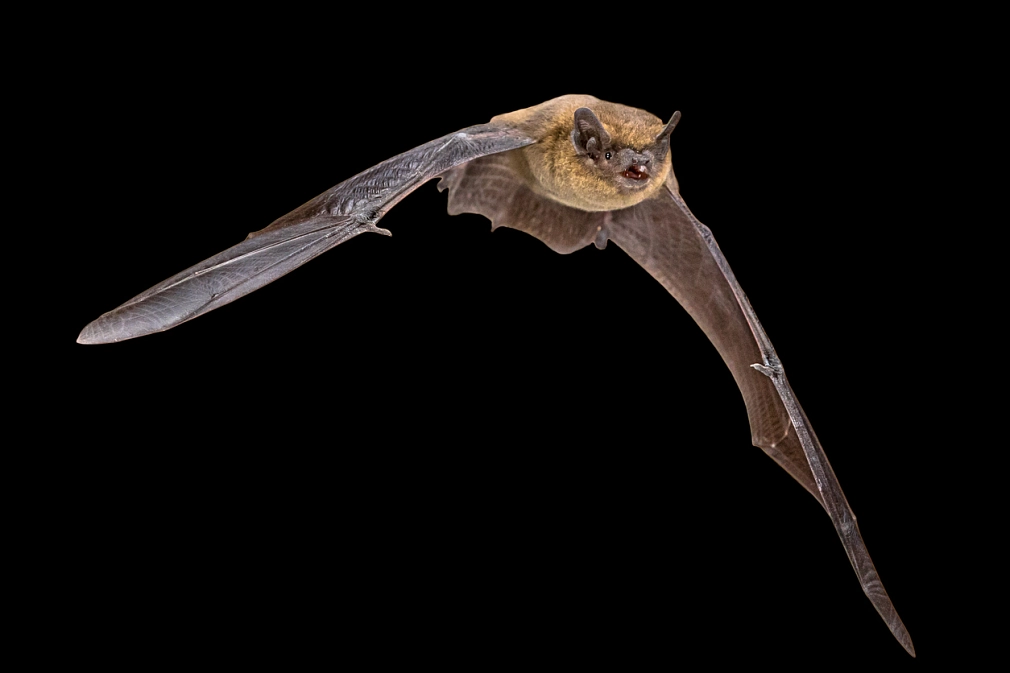 Marburg_Fledermaus_iStock-1447501111 Fledermausexkursionen in Marburg: Nahaufnahme einer fliegenden Fledermaus. © iStock / CreativeNature_nl