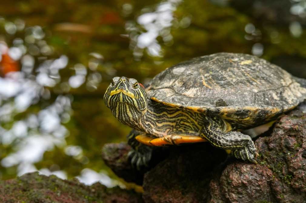 Eine Schildkröte sitzt auf einem Stein an einem Gewässer.