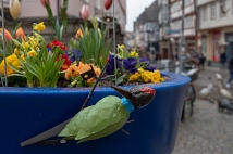 30 solcher Pflanzengefäße schmückten die Marburger Innenstadt.