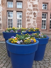 Marburger Frühling 2021, drei blaue Blumengefäße am Rathaus © Universitätsstadt Marburg, FD Stadtgrün und Friedhöfe