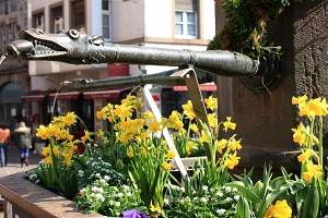 Marburger Frühling_Blumen Marktbrunnen_Stadtmarketing Marburger Frühling: Bepflanzung des Brunnens am Marburger Marktplatz mit gelben Narzissen und anderen Frühlingsblumen.