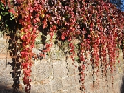 Wilder Wein mit buntem Herbstlaub hängend über einer Sandsteinmauer