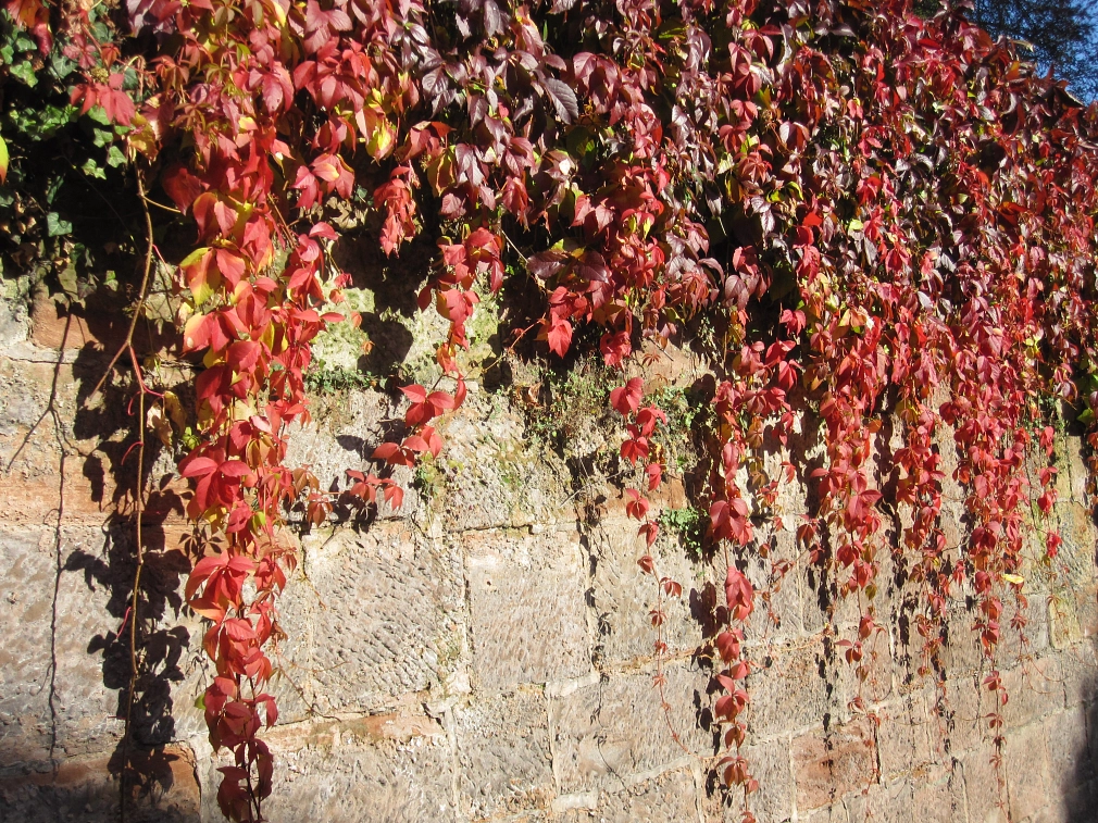 Mauerwerksbegrünung Wilder Wein mit buntem Herbstlaub hängend über einer Sandsteinmauer © Universitätsstadt Marburg